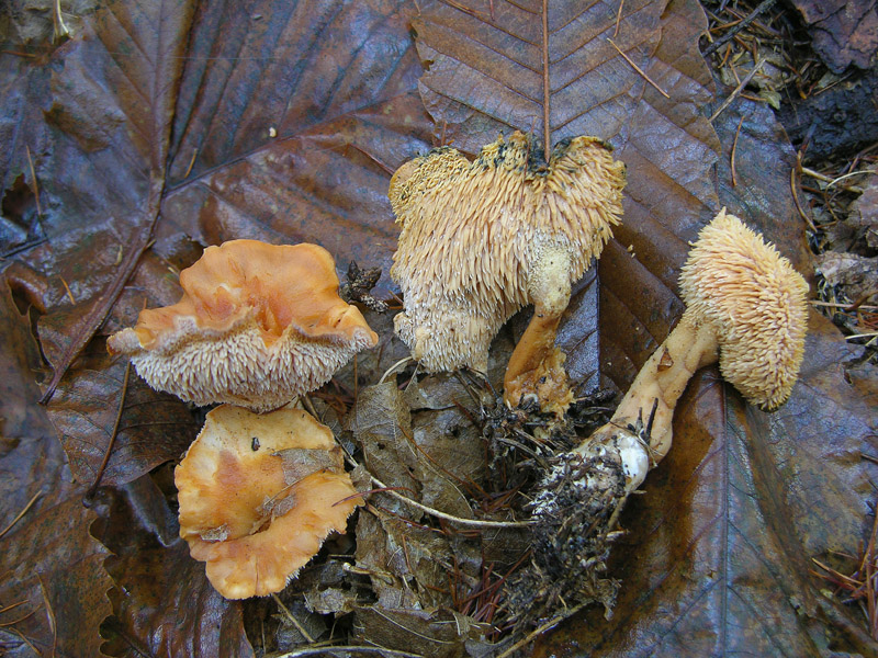 Funghi di gennaio.